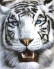 tigris